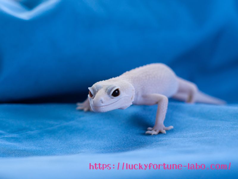 白いヤモリ